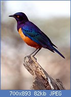 Cliquez sur l'image pour la voir en taille r�elle

Nom : 800px-Lamprotornis_hildebrandti_-Tanzania-8-2c.jpg
Affichages : 1304
Taille : 81,7 Ko
ID : 112933