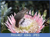 Cliquez sur l'image pour la voir en taille réelle
Nom : Promerops_cafer_-Cape_Town,_South_Afirca_-male-8b.jpg
Affichages : 72
Taille : 66,2 Ko
ID : 112964