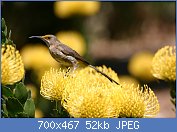 Cliquez sur l'image pour la voir en taille réelle
Nom : Sugarbird_on_yellow_pincushion_(Leucospermum)_(2914232925).jpg
Affichages : 86
Taille : 52,3 Ko
ID : 112968