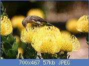 Cliquez sur l'image pour la voir en taille réelle
Nom : Sugarbird_on_yellow_pincushion_(Leucospermum)_(2915073726).jpg
Affichages : 90
Taille : 57,4 Ko
ID : 112970