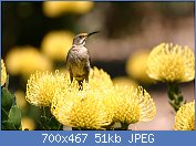 Cliquez sur l'image pour la voir en taille réelle
Nom : Sugarbird_on_yellow_pincushion_(Leucospermum)_(2915076276).jpg
Affichages : 85
Taille : 51,5 Ko
ID : 112972