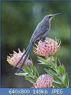 Cliquez sur l'image pour la voir en taille réelle
Nom : Cape_Sugarbird_(Promerops_cafer)_-_Flickr_-_Lip_Kee_(1).jpg
Affichages : 87
Taille : 148,5 Ko
ID : 112973