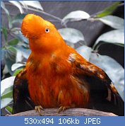 Cliquez sur l'image pour la voir en taille r�elle

Nom : parc-des-oiseaux-26.jpg
Affichages : 127
Taille : 106,1 Ko
ID : 113168