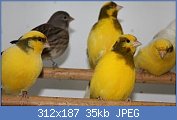 Cliquez sur l'image pour la voir en taille réelle
Nom : CANARI%20%201069.jpg
Affichages : 2227
Taille : 35,3 Ko
ID : 113686