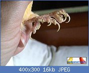 Cliquez sur l'image pour la voir en taille relle

Nom : gale_pattes_1.jpg
Affichages : 129
Taille : 16,1 Ko
ID : 113860