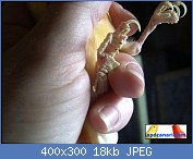 Cliquez sur l'image pour la voir en taille relle

Nom : gale_pattes_2.jpg
Affichages : 131
Taille : 18,1 Ko
ID : 113861