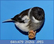 Cliquez sur l'image pour la voir en taille relle

Nom : 41.jpg
Affichages : 213
Taille : 202,3 Ko
ID : 113988