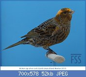 Cliquez sur l'image pour la voir en taille relle

Nom : 4 DNewton-2017-BCSC-blkgrn-FSS.jpg
Affichages : 835
Taille : 52,2 Ko
ID : 114414