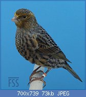 Cliquez sur l'image pour la voir en taille relle

Nom : 11 DNewton-2017-NCSH-orwh-FSS.jpg
Affichages : 873
Taille : 73,2 Ko
ID : 114421