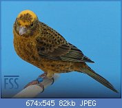 Cliquez sur l'image pour la voir en taille relle

Nom : 14 DNewton-2017-BCGC-blue-FSS.jpg
Affichages : 856
Taille : 81,7 Ko
ID : 114424