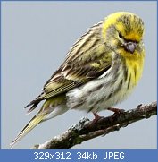 Cliquez sur l'image pour la voir en taille relle

Nom : serin.cini.rohe.1g.jpg
Affichages : 1521
Taille : 33,7 Ko
ID : 114604