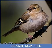 Cliquez sur l'image pour la voir en taille relle

Nom : 1280px-FringillaCoelebsFemale.jpg
Affichages : 2230
Taille : 63,6 Ko
ID : 114804