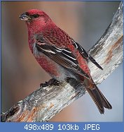 Cliquez sur l'image pour la voir en taille relle

Nom : Pine_Grosbeak_(Pinicola_enucleator)_(13667564073).jpg
Affichages : 2422
Taille : 103,0 Ko
ID : 114805