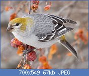 Cliquez sur l'image pour la voir en taille relle

Nom : Pine_Grosbeak,_Pinicola_enucleator,_adult_female.jpg
Affichages : 2379
Taille : 66,7 Ko
ID : 114806