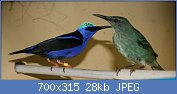 Cliquez sur l'image pour la voir en taille r�elle

Nom : Red_legged_Honeycreeper_male&Female.jpg
Affichages : 88
Taille : 27,9 Ko
ID : 114842