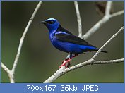 Cliquez sur l'image pour la voir en taille réelle
Nom : Red-legged_Honeycreeper_-_Talari_Lodge_-_Costa_Rica_S4E9725_(26404357350).jpg
Affichages : 96
Taille : 36,0 Ko
ID : 114844