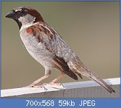 Cliquez sur l'image pour la voir en taille relle

Nom : 1280px-House_Sparrow_mar08.jpg
Affichages : 2295
Taille : 58,9 Ko
ID : 114845