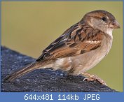 Cliquez sur l'image pour la voir en taille relle

Nom : House_Sparrow_(Passer_domesticus)-_Female_in_Kolkata_I_IMG_3787_(cropped).jpg
Affichages : 2282
Taille : 113,8 Ko
ID : 114846