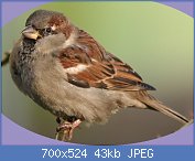 Cliquez sur l'image pour la voir en taille relle

Nom : Passer_domesticus_male_internuptial.jpg
Affichages : 2289
Taille : 43,1 Ko
ID : 114848