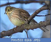 Cliquez sur l'image pour la voir en taille réelle
Nom : 1024px-Emberiza_Citrinella_Oulu_20120303.jpg
Affichages : 2360
Taille : 60,9 Ko
ID : 115252