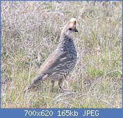 Cliquez sur l'image pour la voir en taille r�elle

Nom : 1024px-068_-_SCALED_QUAIL_(5-10-2015)_las_cienegas_nca,_pima_co,_az_-08_(17367896710).jpg
Affichages : 183
Taille : 164,5 Ko
ID : 116585