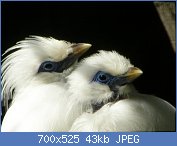 Cliquez sur l'image pour la voir en taille r�elle

Nom : Balispreeuw.jpg
Affichages : 172
Taille : 43,5 Ko
ID : 116645
