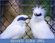 Cliquez sur l'image pour la voir en taille r�elle

Nom : Leucopsar_rothschildi_-captive_-two-8a.jpg
Affichages : 138
Taille : 122,7 Ko
ID : 116651