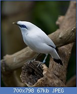 Cliquez sur l'image pour la voir en taille r�elle

Nom : 800px-Leucopsar_rothschildi_-Brookfield_Zoo,_Chicago,_USA-8a_(1).jpg
Affichages : 157
Taille : 67,1 Ko
ID : 116652