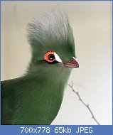 Cliquez sur l'image pour la voir en taille relle

Nom : 800px-Tauraco_persa.jpg
Affichages : 182
Taille : 65,1 Ko
ID : 116734