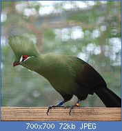 Cliquez sur l'image pour la voir en taille relle

Nom : Tauraco_persa_-captive-8a.jpg
Affichages : 167
Taille : 72,4 Ko
ID : 116738