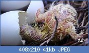 Cliquez sur l'image pour la voir en taille relle

Nom : WoodPigeonHatching12.jpg
Affichages : 980
Taille : 40,9 Ko
ID : 116751