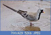 Cliquez sur l'image pour la voir en taille r�elle

Nom : Oena_capensis_-near_Kambi_ya_Tembo,_Arusha,_Tanzania-8,_crop.jpg
Affichages : 110
Taille : 52,0 Ko
ID : 116766