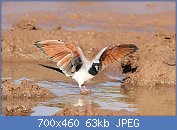 Cliquez sur l'image pour la voir en taille r�elle

Nom : Namaqua_dove,_Oena_capensis,_at_Mapungubwe_National_Park,_Limpopo,_South_Africa_(18089082955).jpg
Affichages : 98
Taille : 63,4 Ko
ID : 116767