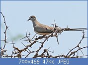 Cliquez sur l'image pour la voir en taille r�elle

Nom : Namaqua_Dove_(Oena_capensis)_female_(17125449970).jpg
Affichages : 106
Taille : 47,1 Ko
ID : 116769
