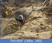 Cliquez sur l'image pour la voir en taille r�elle

Nom : 1280px-Namaqua_Dove_Oena_capensis_in_Tanzania_0946_cropped_Nevit.jpg
Affichages : 98
Taille : 135,5 Ko
ID : 116770