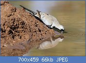 Cliquez sur l'image pour la voir en taille r�elle

Nom : Namaqua_dove,_Oena_capensis,_at_Mapungubwe_National_Park,_Limpopo,_South_Africa_(17466590754).jpg
Affichages : 101
Taille : 66,1 Ko
ID : 116772