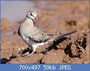 Cliquez sur l'image pour la voir en taille r�elle

Nom : Namaqua_dove,_Oena_capensis,_at_Mapungubwe_National_Park,_Limpopo,_South_Africa_(17902914729).jpg
Affichages : 113
Taille : 59,3 Ko
ID : 116773