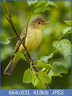 Cliquez sur l'image pour la voir en taille relle

Nom : Hippolais_icterina_vogelartinfo_chris_romeiks_R7F2916.jpg
Affichages : 1452
Taille : 417,8 Ko
ID : 116962