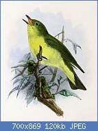 Cliquez sur l'image pour la voir en taille relle

Nom : Hippolais_icterina_1876.jpg
Affichages : 1467
Taille : 120,0 Ko
ID : 116965