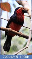 Cliquez sur l'image pour la voir en taille relle

Nom : Black_and_red_Barbet.jpg
Affichages : 98
Taille : 108,6 Ko
ID : 117032