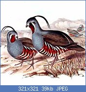 Cliquez sur l'image pour la voir en taille r�elle

Nom : colinus-pictus.jpg
Affichages : 163
Taille : 39,0 Ko
ID : 117050