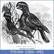 Cliquez sur l'image pour la voir en taille relle

Nom : dach-vogel-cephalopterus-ornatus-bd7wcc.jpg
Affichages : 100
Taille : 126,2 Ko
ID : 117181