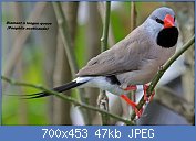 Cliquez sur l'image pour la voir en taille relle

Nom : 1280px-Long-tailed_Finch_RWD1.jpg
Affichages : 762
Taille : 46,8 Ko
ID : 117209