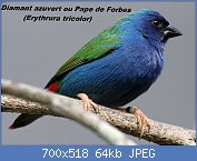 Cliquez sur l'image pour la voir en taille relle

Nom : 1280px-Tricoloured_Parrot_Finch_RWD2.jpg
Affichages : 755
Taille : 63,9 Ko
ID : 117214