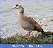 Cliquez sur l'image pour la voir en taille relle

Nom : 1024px-Alopochen-aegyptiacus.jpg
Affichages : 74
Taille : 92,9 Ko
ID : 117404