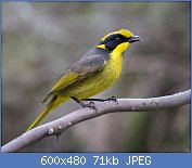 Cliquez sur l'image pour la voir en taille relle

Nom : caf560f3.jpg
Affichages : 91
Taille : 70,8 Ko
ID : 117599