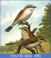 Cliquez sur l'image pour la voir en taille relle

Nom : 800px-Neuntter_gr.jpg
Affichages : 107
Taille : 81,8 Ko
ID : 117618