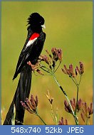 Cliquez sur l'image pour la voir en taille relle

Nom : bc11098e46c4eff436036fe35cf474e9.jpg
Affichages : 67
Taille : 52,3 Ko
ID : 117660