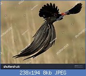 Cliquez sur l'image pour la voir en taille relle

Nom : thLXPZS8AW.jpg
Affichages : 84
Taille : 8,5 Ko
ID : 117664