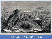 Cliquez sur l'image pour la voir en taille relle

Nom : A_pair_of_kagou_birds_(Rhinochaetus_jubatus)_with_one_displa_Wellcome_V0022346.jpg
Affichages : 535
Taille : 142,6 Ko
ID : 117715